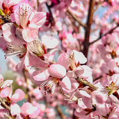 Blossoming cherry tree with delicate pink flowers in full bloom under bright sunlight