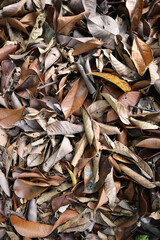 Dense collection of dry fallen leaves in various shades of brown