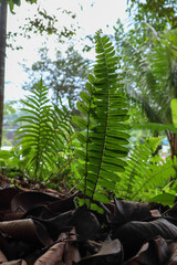 Lush green ferns stand amidst a carpet of dry, brown leaves. Sunlight filters through the...