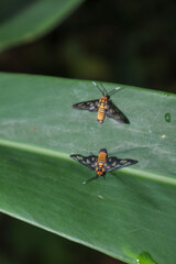 Two Amata huebneri moths are on a broad green leaf