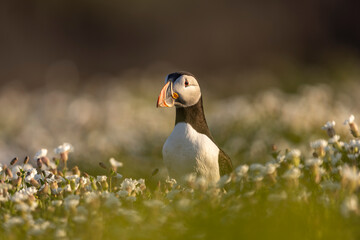 Atlantic puffins, a species of seabird in the auk family, seen in Wales, UK.