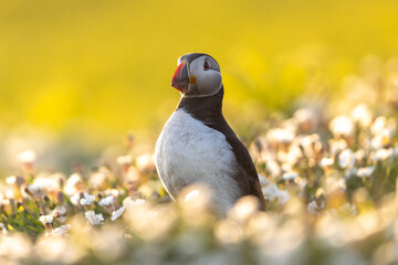 Atlantic puffins, a species of seabird in the auk family, seen in Wales, UK.
