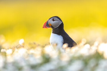 Atlantic puffins, a species of seabird in the auk family, seen in Wales, UK.