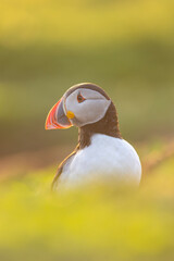 Atlantic puffins, a species of seabird in the auk family, seen in Wales, UK.