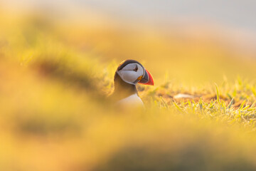 Atlantic puffins, a species of seabird in the auk family, seen in Wales, UK.