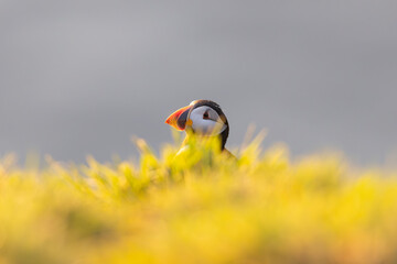 Atlantic puffins, a species of seabird in the auk family, seen in Wales, UK.