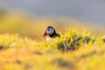Atlantic puffins, a species of seabird in the auk family, seen in Wales, UK.