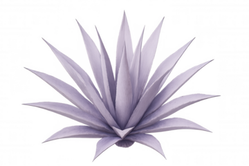3d rendering of a light purple agave plant isolated on transparent background, perfect for compositions