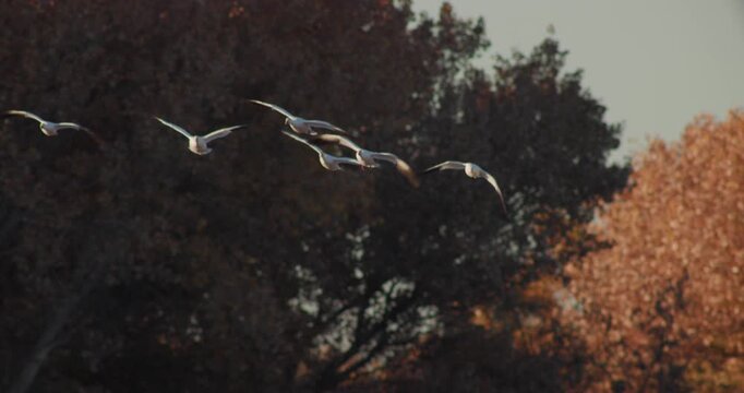 Snow Geese Flying and Landing at Bosque Del Apache Wildlife Refuge NM
