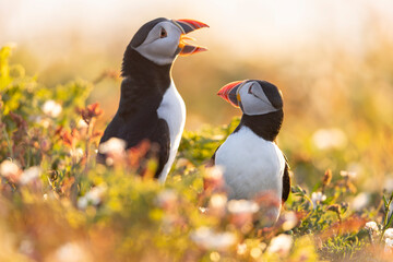 Atlantic puffins, a species of seabird in the auk family, seen in Wales, UK.