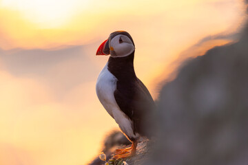 Atlantic puffins, a species of seabird in the auk family, seen in Wales, UK.