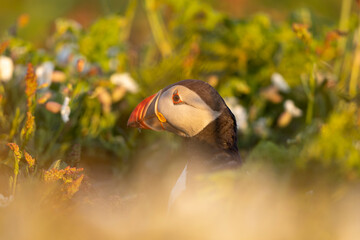 Atlantic puffins, a species of seabird in the auk family, seen in Wales, UK.