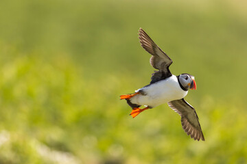 Atlantic puffins, a species of seabird in the auk family, seen in Wales, UK.