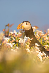 Atlantic puffins, a species of seabird in the auk family, seen in Wales, UK.