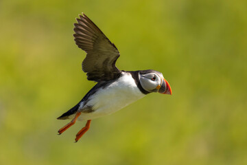 Atlantic puffins, a species of seabird in the auk family, seen in Wales, UK.