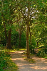 A peaceful woodland path surrounded by tall trees and lush greenery, with sunlight filtering through the leaves and casting shadows on the trail.