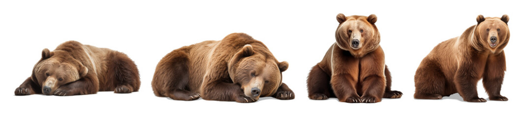 Brown Bear Poses: A series of four brown bears in various postures, showing the raw power and diverse stances of these majestic creatures. capturing their striking features and untamed spirit.