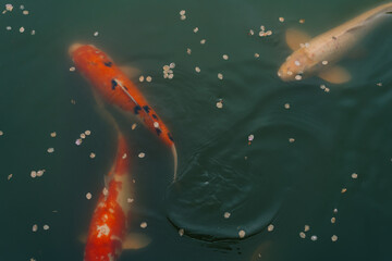 Colorful crap fish or koi fish swimming in water pond
