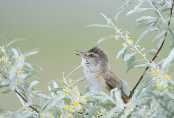 An adult male Great Reed Warbler (Acrocephalus arundinaceus) is photographed close-up singing in a bush of narrow-leaved oleaster