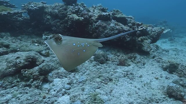 Blue spotted stingray -Neotrygon kuhlii- gliding slowly near reef floor in El Nido, showing vivid blue spots and flat disc-shaped body. Check my portfolio for more stingray footage.