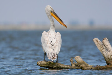 Close-up of an adult Dalmatian pelican (Pelecanus crispus) sitting on a log in the blue water of...