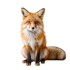 Fototapeta premium Cute fox sitting on a white backdrop, fluffy tail, bright eyes on a transparent background PNG