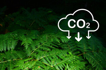 CO2 reducing icon and green ferns leaves in a forest. Concept of CO2 reduction for the environment,...