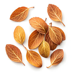 Dried marjoram leaves isolated on white background, commonly used as a culinary herb, flavor enhancer,