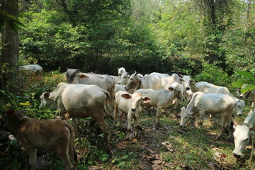 Obraz premium herd of cows