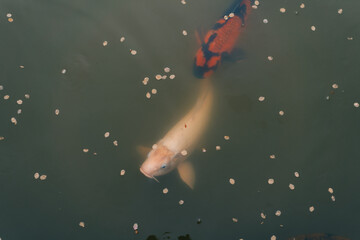 Colorful crap fish or koi fish swimming in water pond