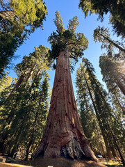 General Sherman Giant Sequoia Tree Largest Tree. Giant sequoia trees in Sequoia National Park,...