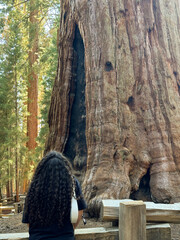 Giant sequoia trees in Sequoia National Park, California, US, Mariposa Grove of Giant Sequoias,...