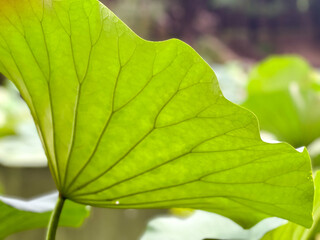 Close-up of a vibrant green leaf with detailed vein patterns