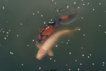 Colorful crap fish or koi fish swimming in water pond