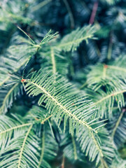 Close-up of vibrant green pine needles with a soft, blurred background