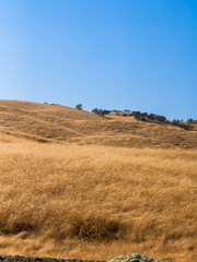 Golden and lush fields flutter in the wind. an beautiful, iconic and dreamy state road at the...