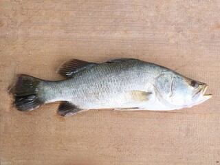Close up, fresh snapper, barramundi placed on a wooden board