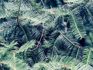 Close-up of Evergreen Tree Branches with Needle-like Leaves
