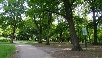 Obraz premium A serene park scene featuring a walking path surrounded by lush green trees and foliage.