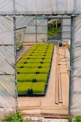 Greenhouse. A garden greenhouse in a farmer's garden