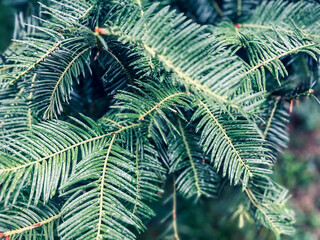 Close-up of Evergreen Tree Branches with Needle-like Leaves
