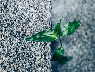 A resilient green plant growing between stone tiles, showcasing nature's persistence.