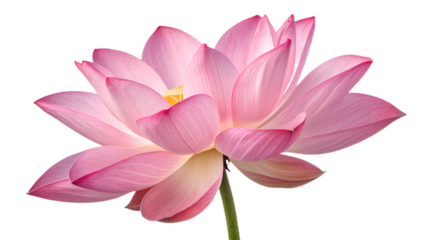 Single pink flower bloom PNG with detailed petals, high-resolution transparent floral image for decoration, design, and nature projects.