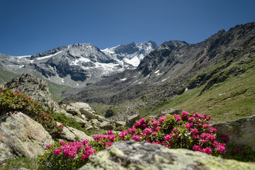 Alpine rose flower in bloom. Snow-capped peaks in the Swiss Alps, Val d'Anniviers, Canton Valais, summer.