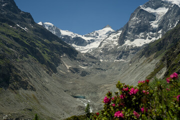 Alpine rose flower in bloom. Snow-capped peaks in the Swiss Alps, Val d'Anniviers, Canton Valais, summer.