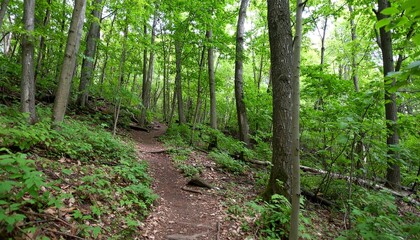 Fototapeta premium A narrow, winding dirt path leads through a vibrant green forest with tall trees and lush vegetation on a sunny day.