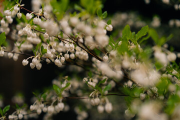 Japanese enkianthus flowers. Ericaceae deciduous shrub