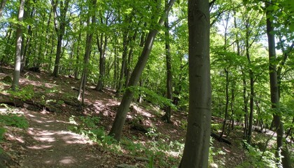 Sunlit Forest Path A Serene Walk Through Towering Trees and Lush Greenery