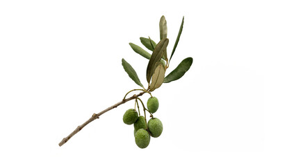 Olive tree (Olea europaea), a  sacred Mediterranean symbol of health and longevity, bears ripening...