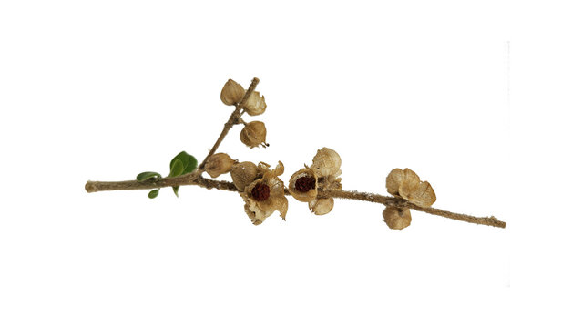 Withania somnifera seeds reach peak medicinal alkaloid content during summer harvest, valued in ethnopharmacology for their withanolide compounds